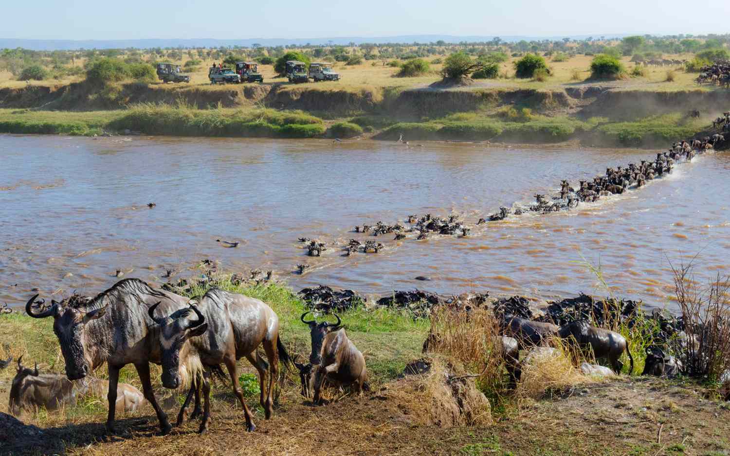 How Do Guides Track the Migration Patterns?