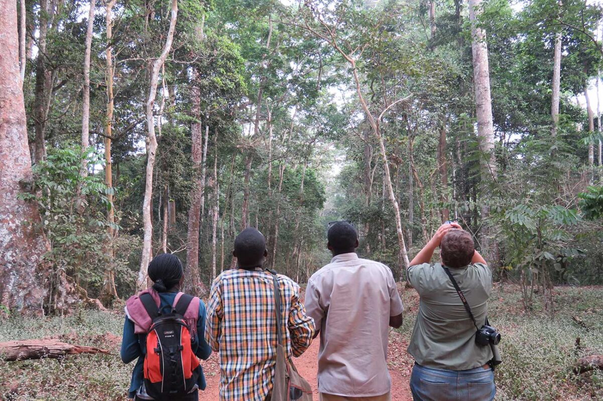 How Do I Book a Walking Safari in Uganda?