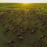 How Does the Migration Route Change Every Year?