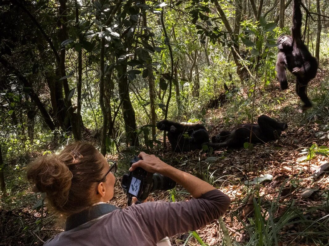 How Far Do I Need to Walk to See Chimpanzees?