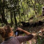 How Far Do I Need to Walk to See Chimpanzees?