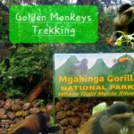 How Far in Advance Should I Book a Golden Monkey Tracking Permit?