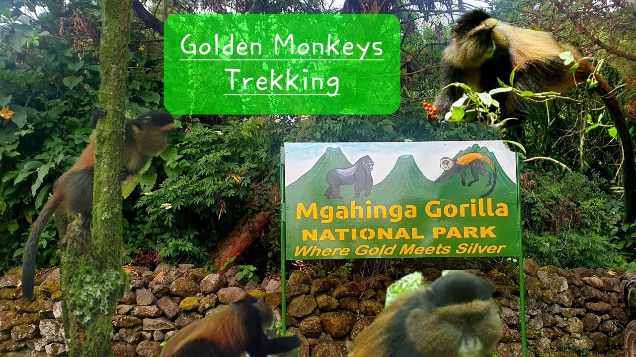 How Far in Advance Should I Book a Golden Monkey Tracking Permit?