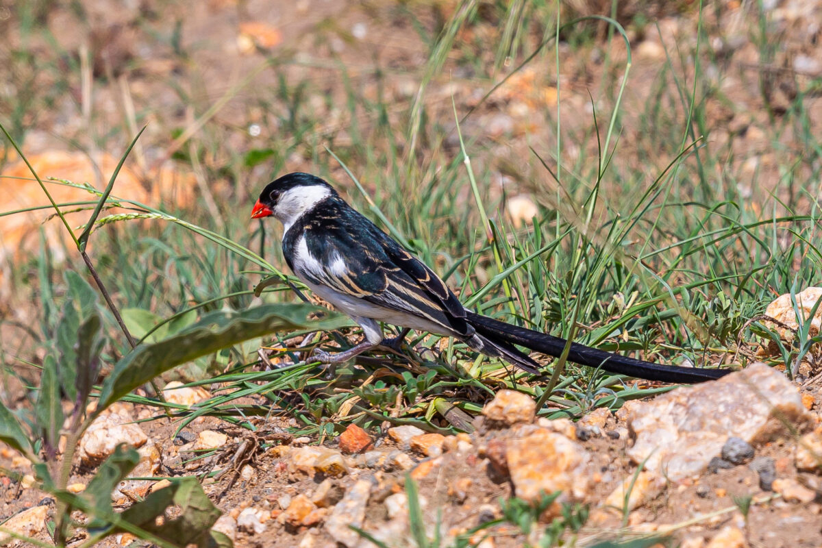 How Long Are Daily Birding Activities in Uganda?