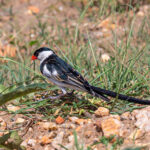 How Long Are Daily Birding Activities in Uganda?