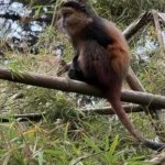 How Long Do I Spend Observing Golden Monkeys in Their Natural Habitat?