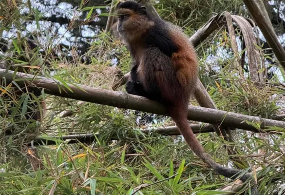 How Long Do I Spend Observing Golden Monkeys in Their Natural Habitat?