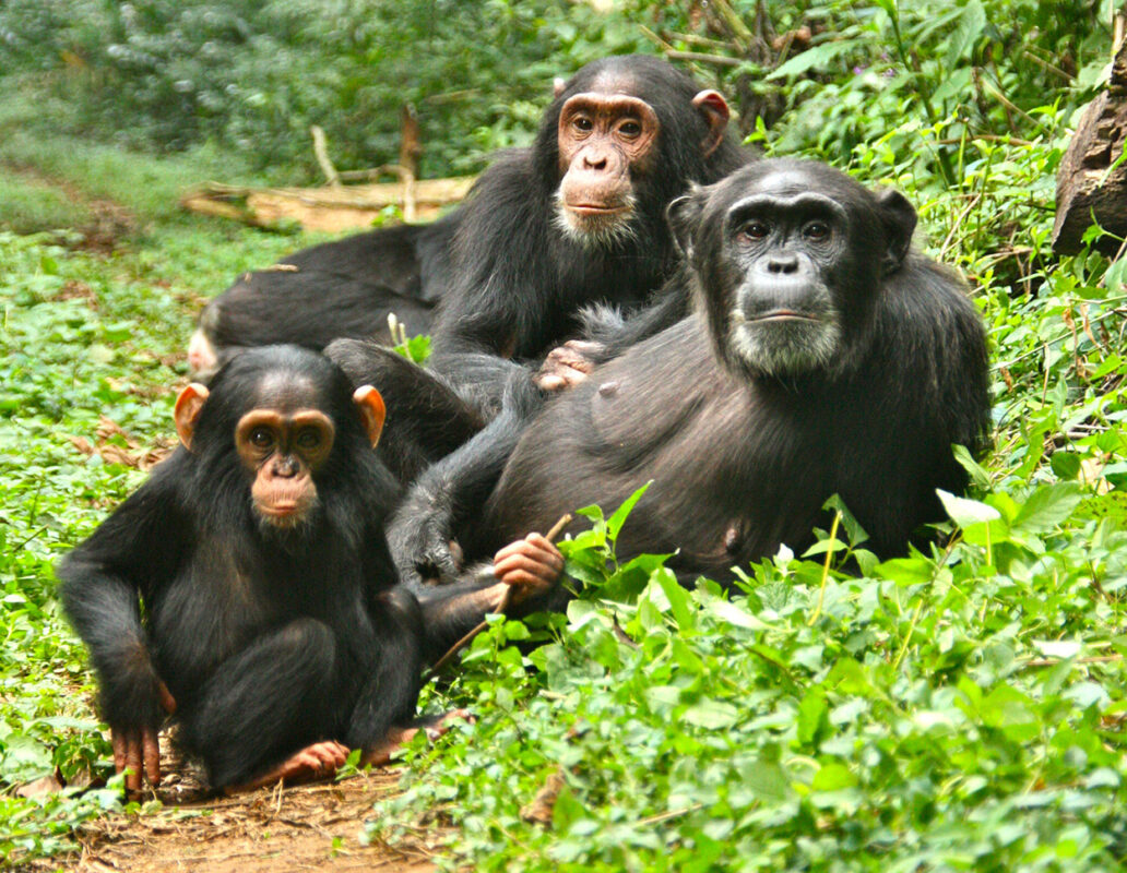 How Long Does Chimpanzee Tracking Take?