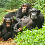 How Long Does Chimpanzee Tracking Take?