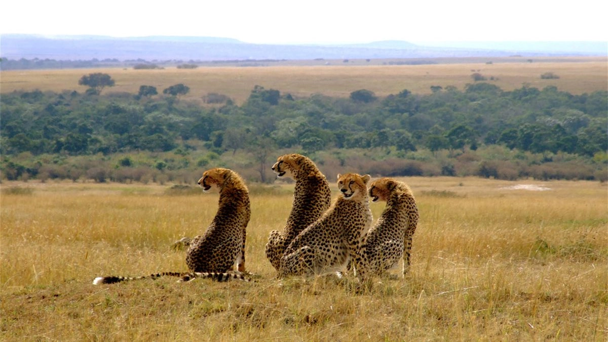How Long Should I Plan for a Wildlife Safari in Kenya?