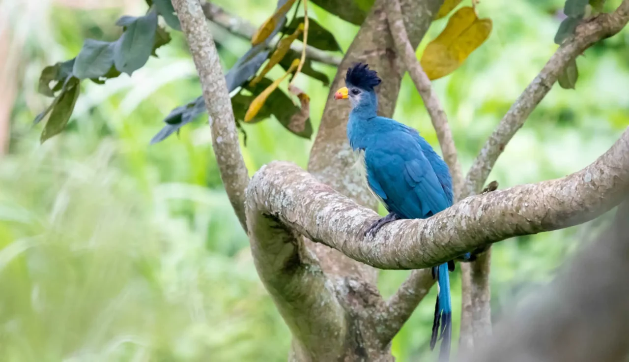 How Many Days Should I Spend on a Uganda Birding Safari?