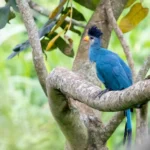How Many Days Should I Spend on a Uganda Birding Safari?