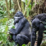 How Many Gorilla Families Can Visitors Track in Bwindi Impenetrable Forest?