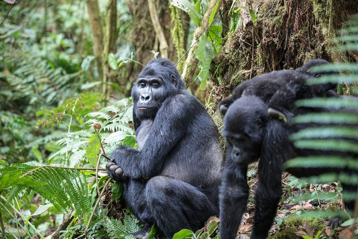 How Many Gorilla Families Can Visitors Track in Bwindi Impenetrable Forest?