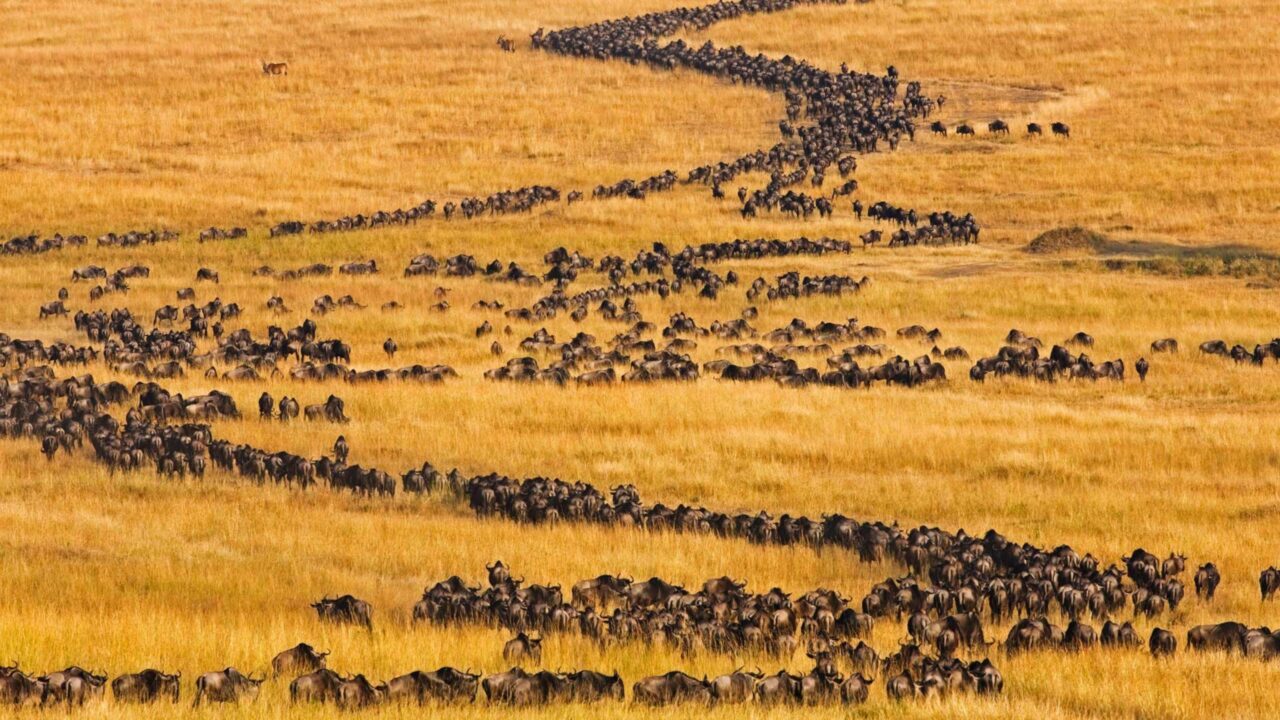 How Many Wildebeests Participate in the Great Migration?