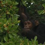 How Much Does a Chimpanzee Tracking Permit Cost?