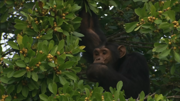How Much Does a Chimpanzee Tracking Permit Cost?