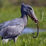 How Much Does a Uganda Birding Safari Cost?