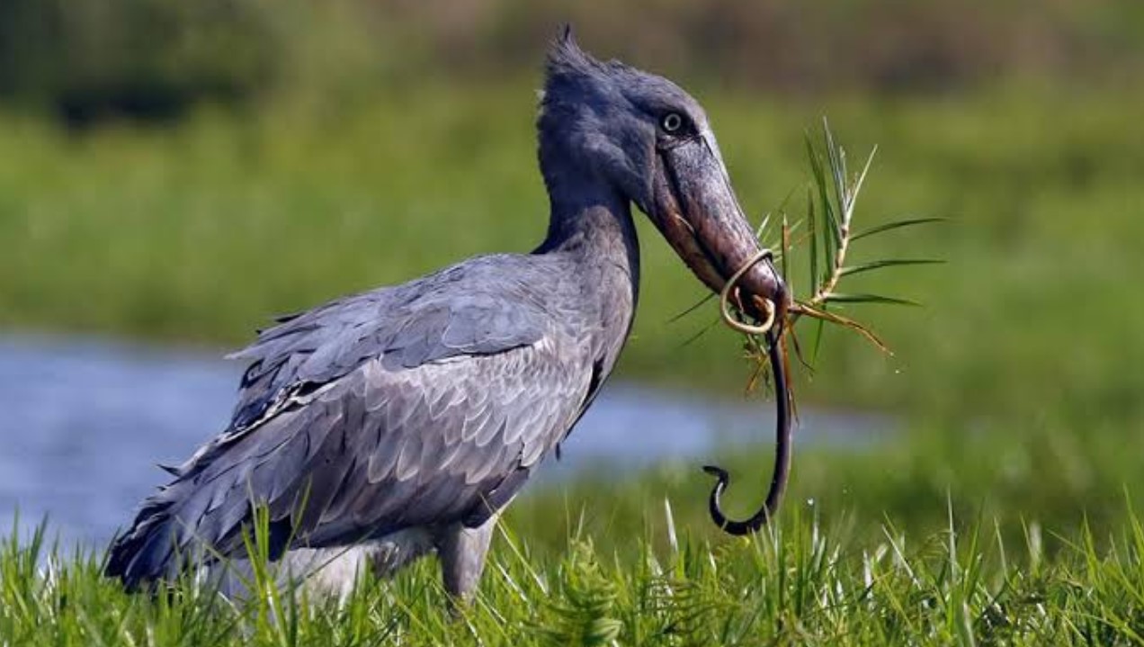 How Much Does a Uganda Birding Safari Cost?