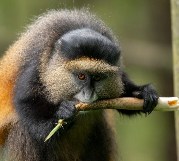 Guide to Visiting Rwanda