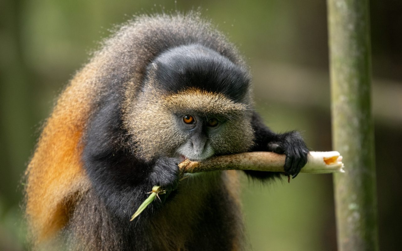 How Much Is a Golden Monkey Tracking Permit in Rwanda?