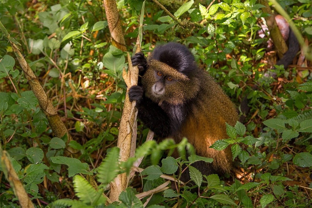 How Physically Challenging Is Golden Monkey Tracking?