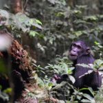 Is Chimpanzee Tracking Available Year-Round in Uganda?