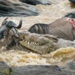 Is It Safe to Visit During River Crossings with Crocodiles?