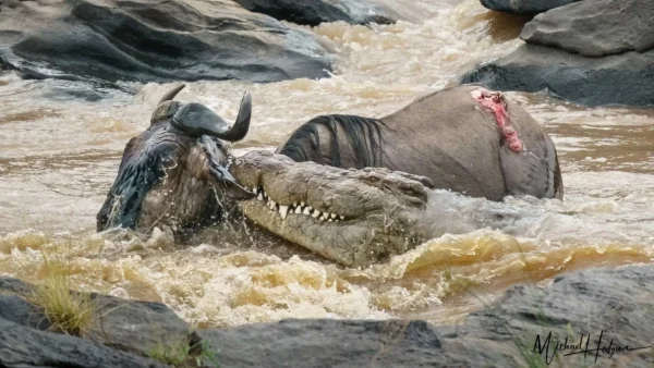 Is It Safe to Visit During River Crossings with Crocodiles?