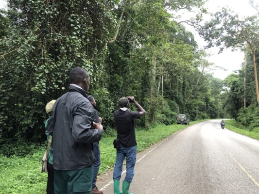 Is Kibale Forest Suitable for Birdwatching?