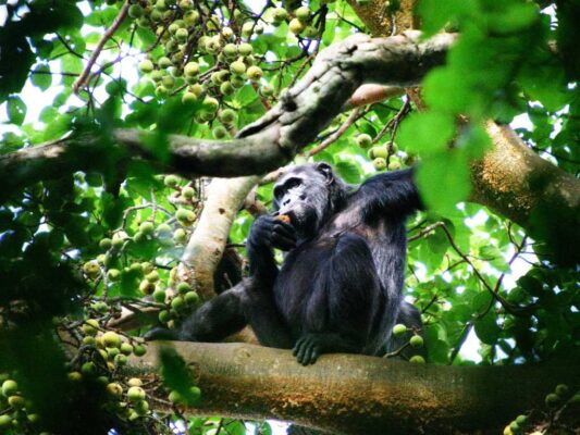 Where is the Best Place for Chimpanzee Tracking in Uganda?