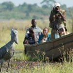 Is Mabamba Swamp Good for Birding?