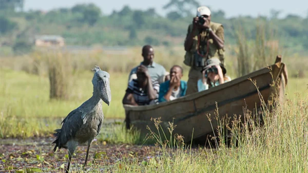 Is Mabamba Swamp Good for Birding?