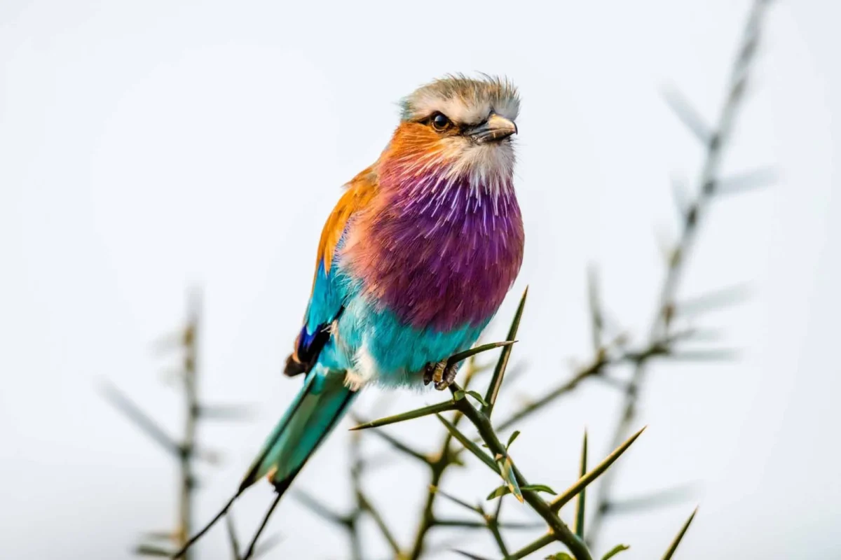 Why is Uganda called the “Pearl of Africa” for Birding Safaris?