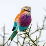 Why is Uganda called the “Pearl of Africa” for Birding Safaris?