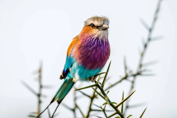 Why is Uganda called the “Pearl of Africa” for Birding Safaris?