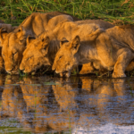 What Wildlife Can I See on a Walking Safari in Uganda?