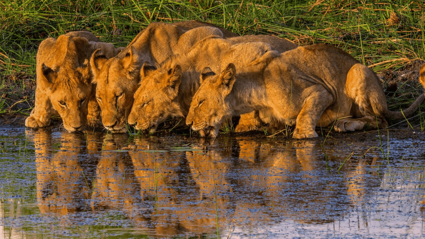 What Wildlife Can I See on a Walking Safari in Uganda?