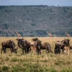 How Many Days Do I Need for a Great Migration Safari?