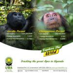 Where Can I Buy a Chimpanzee Tracking Permit?