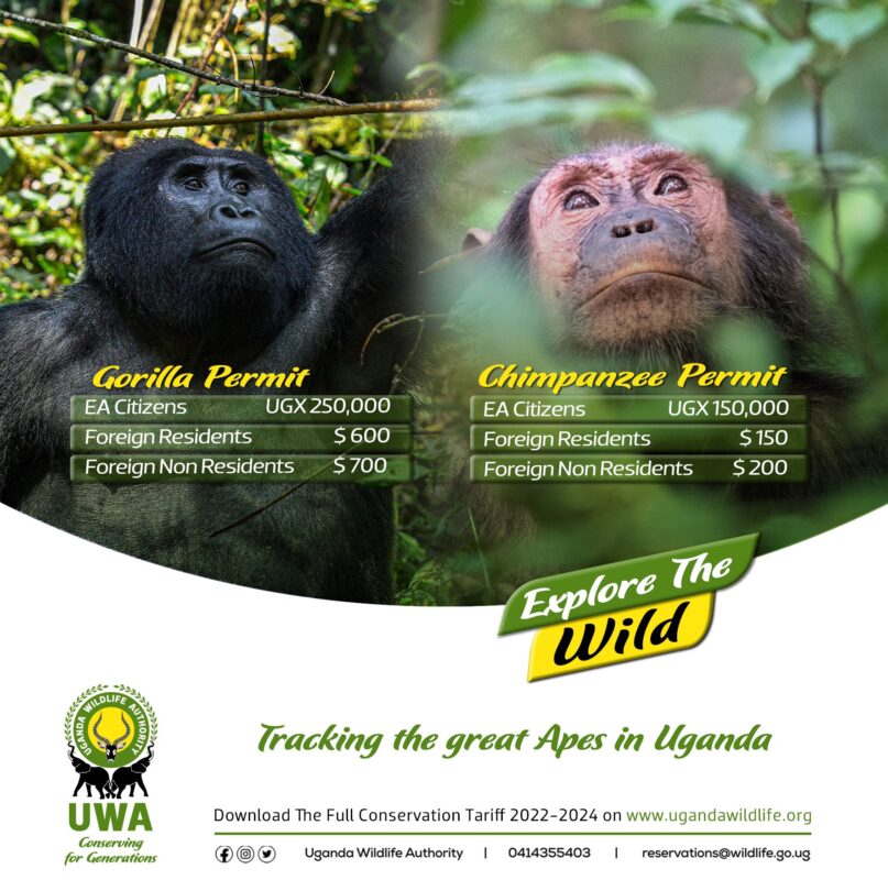 Where Can I Buy a Chimpanzee Tracking Permit?