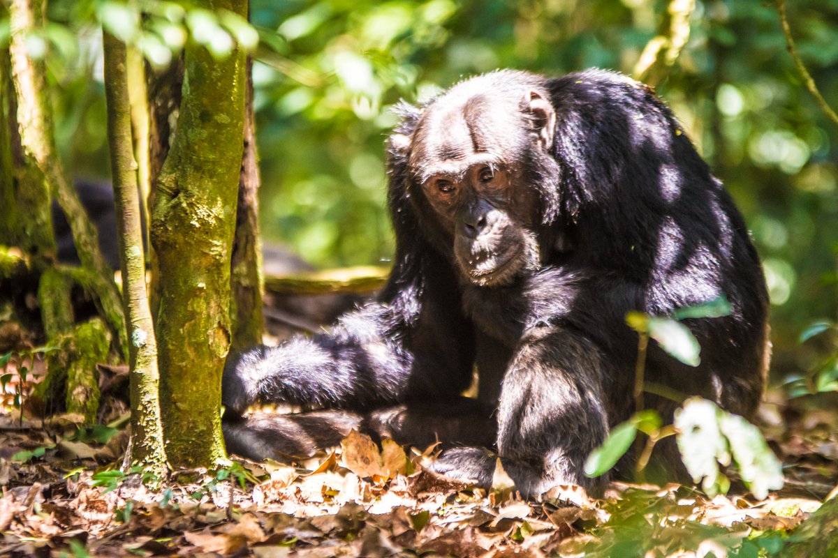 How Many People Are Allowed Per Chimpanzee Tracking Group?