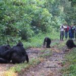 How Do I Prepare for Chimpanzee Tracking in Uganda?