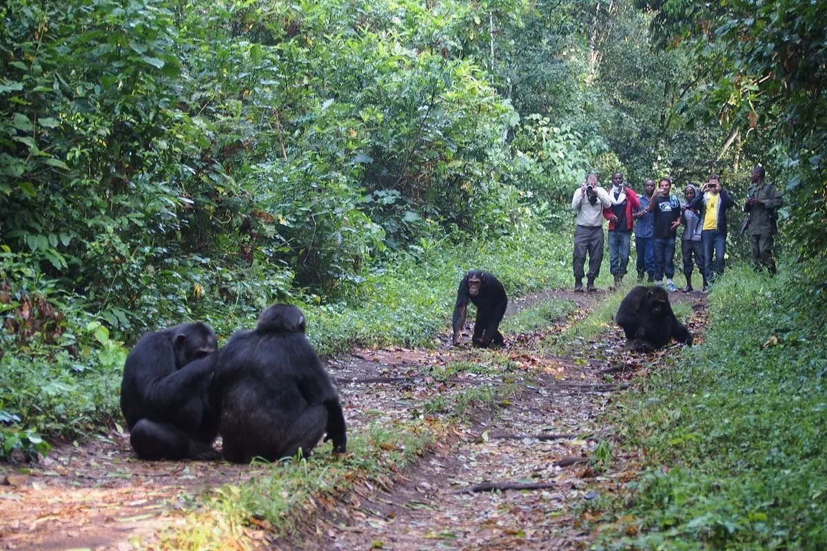 How Do I Prepare for Chimpanzee Tracking in Uganda?