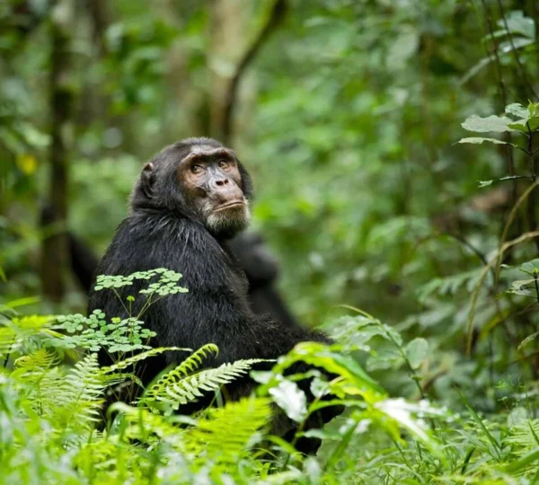 Where to Go for Family Safari Experiences in Uganda?