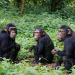 What Time Does Chimpanzee Tracking Start in Uganda?