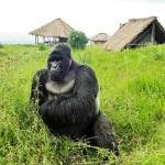 Gorilla Trekking vs Gorilla Habituation (Uganda vs Rwanda)