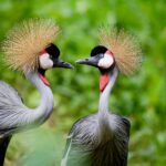 Are Birding Safaris Offered Year-Round in Uganda?