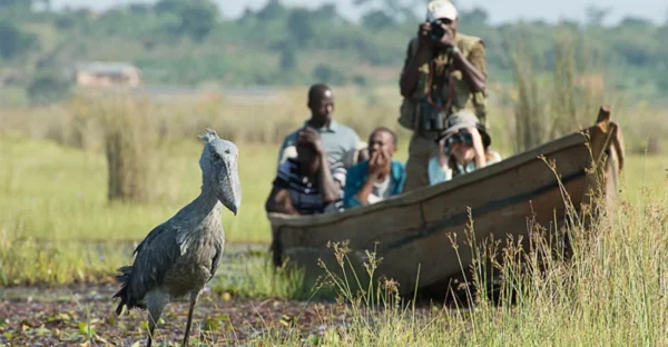 Are Boat Safaris Included in Uganda Birding Tours?