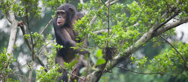 Are Chimpanzee Tracking Permits Refundable?